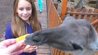 Contact Zoo for children. Llama Cub / play with animals and learn