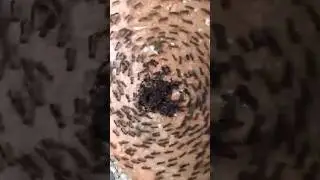 Termites! Australia! Death Spiral!