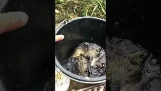 Обзор рыбалки