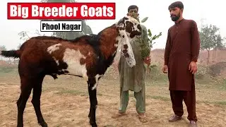 Big Amritsari & Jhangi Breeder Goats Phool Nagar 2024 | Bakra Mandi