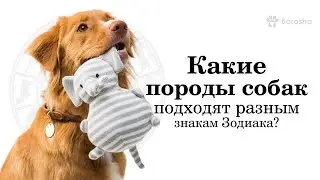 Какая порода собак подходит Вам по знаку Зодиака