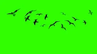 flying birds image 🥰🥰 Green screen video free download - Free copyright