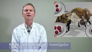 Enfermedades de las Abejas _CINAT