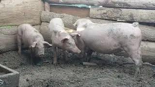 Наші перші білі свинки!#свинарник