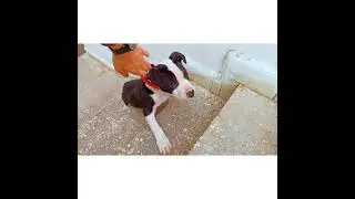 Kuşlarımı verdim! Yavru köpek aldım!