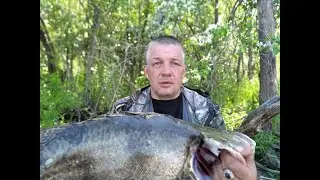 Поймал ауху 11 июня 2022. Привет из похода!