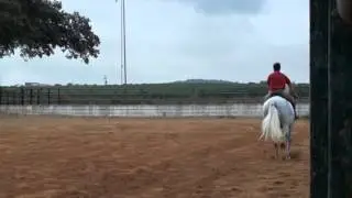 Ganadero, PRE, ПРОДАН
