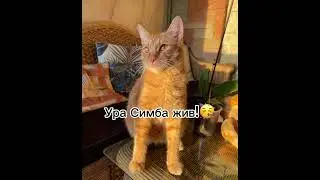 Симба...😭😭😭