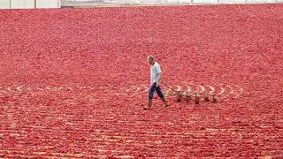 Fascinating Way They Process Millions of Red Chili Pepper by Hands