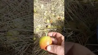 Тридцать восемь груш в синий таз 6-ого Сентября