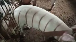 Не большой обзор фермы.