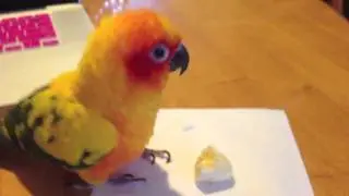 Sun Conure Melony loves bananas