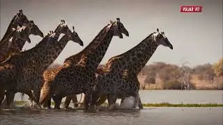 Discover Wildlife Wonders in Tanzania | The Coolest Places On Earth HDTV 