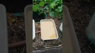 Composting of old/used cooking oil