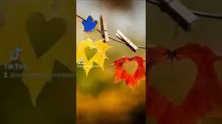 18 СЕНТЯБРЯ -ВСЕМИРНЫЙ ДЕНЬ КЛЕНОВОГО ЛИСТА ... НАСЛАЖДАЙТЕСЬ ! ... #прекраснойсубботы🍁🍁🍁
