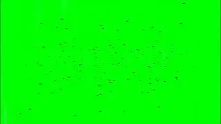 #33 | Flies Green Screen | T G S A