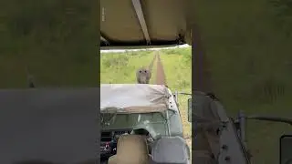 Angry Rhino Charges Into Safari Car