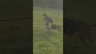 dog park