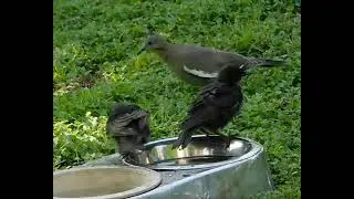 Happy times 🐦‍⬛🛁🤓 #granburytx #birds #jesuslovesyou #blessed #takeiteasy