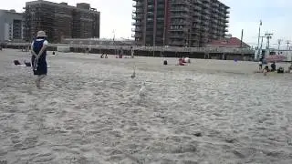Chasing bird