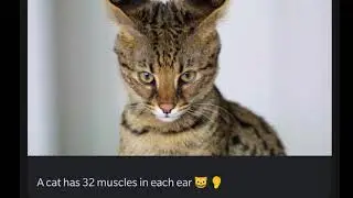 10 Facts | Unique Videos