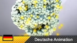Photosynthese - Funktionsweise & Ablauf (Animation)