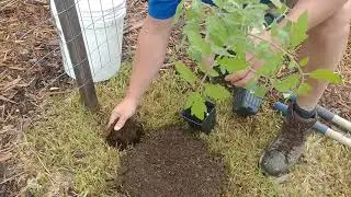 How To Plant Your Garden Quickly With A Post Hole Digger - The Simple Solution For Planting!
