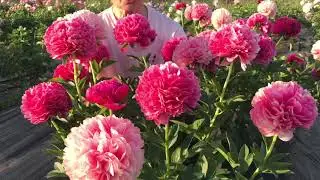 Mary Jo Legare peony. Pulkovo Garden 2021