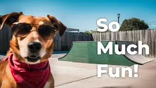Funny Animals.  #LaughOutLoud #AnimalAntics #ComedyPets