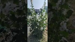 Ружите зад блока!