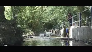 Woodland dog walk 林间遛狗