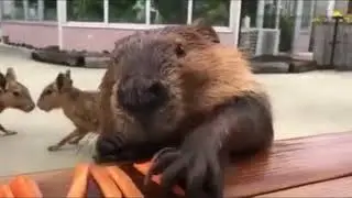 Beaver Eating Carrot
