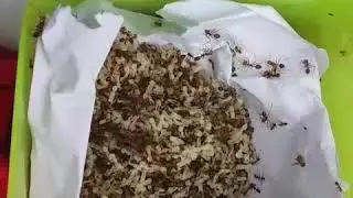 Kecil barangnya,,,besar manfaatnya...!!!???