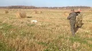Охота с собакой на фазана. Домик в Подмосковье