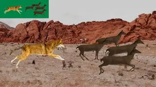 Wolf Attack On Group Of Deer Green Screen Blue Screen Best HD Animal Green Screen Video