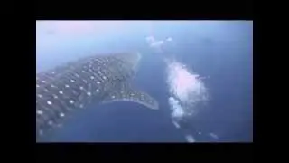 ISLA COCOS   TUBARÕES BALEIA