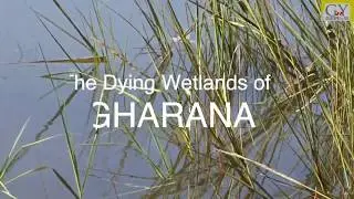 The Last Sigh of a Marsh | Jammu’s Gharana: A dying wetland - GEOGRAPHY AND YOU