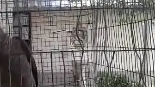 Попугай читает молитву из Корана