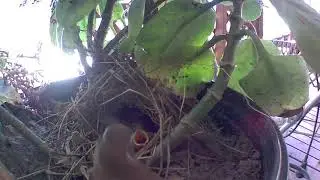 Birdies