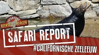 SAFARI REPORT | #69 CALIFORNISCHE ZEELEEUW