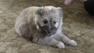 Дворняжка .