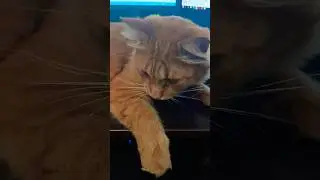 Сегодня никуда не пойду. #shorts #кот #юмор #котики #смешно
