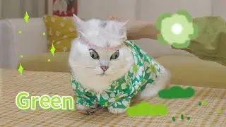 为了拍多巴胺穿搭，猫猫们也是拼了，竟然公开了三围？！｜花花与三猫 Cat Live