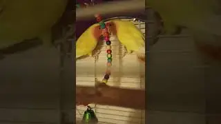 #попугай
