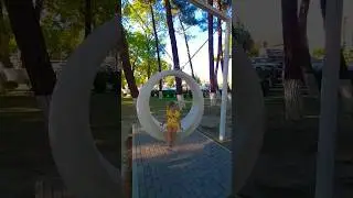 Мечтательная качеля 