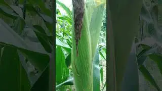Corn plant #nature #video #videoshort 🌍