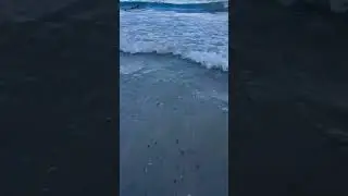 Медузы, снова медузы 🪼🪼🪼 #испания #shortvideo #beach #summer #shorts #nature #shortsvideo