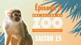 La famille saïmiri s’agrandit ! (S15E03) [INTEGRAL]