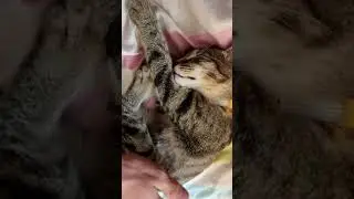 Сладкий котик 😍