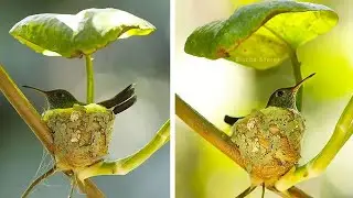 7 Nidi Di Animali Più Belli E Unici Al Mondo